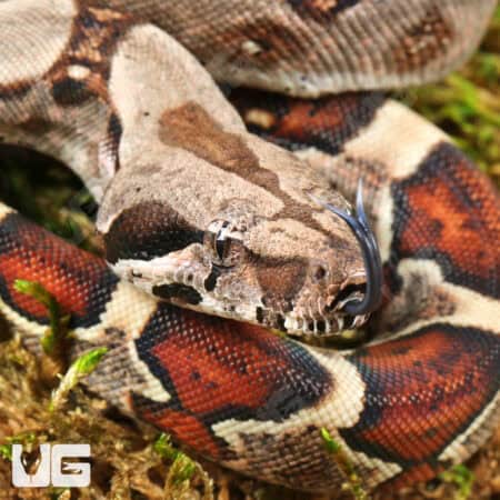 Baby Aby Het Scoria Boa For Sale - Underground Reptiles