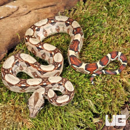 Baby Aby Het Scoria Boa For Sale - Underground Reptiles