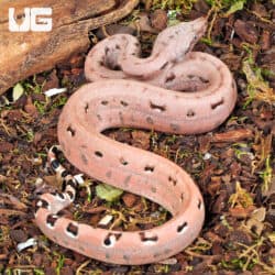 Baby Aby Scoria Boa For Sale - Underground Reptiles