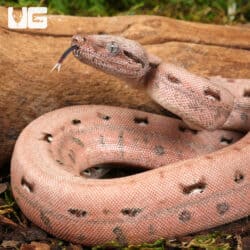 Baby Aby Scoria Boa For Sale - Underground Reptiles