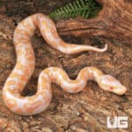Baby Albino GHI Ball Python - Underground Reptiles