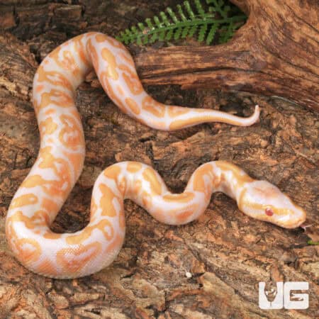 Baby Albino GHI Ball Python - Underground Reptiles