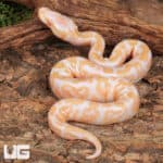 Baby Albino GHI Ball Python - Underground Reptiles