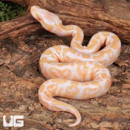 Baby Albino GHI Ball Python - Underground Reptiles