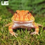Apricot Pacman Frogs For Sale - Underground Reptiles