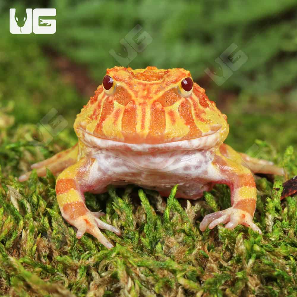 Apricot Pacman Frogs For Sale Underground Reptiles
