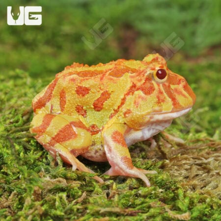 Apricot Pacman Frogs For Sale - Underground Reptiles