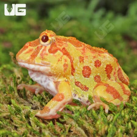 Apricot Pacman Frogs For Sale - Underground Reptiles