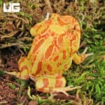 Apricot Pacman Frogs For Sale - Underground Reptiles