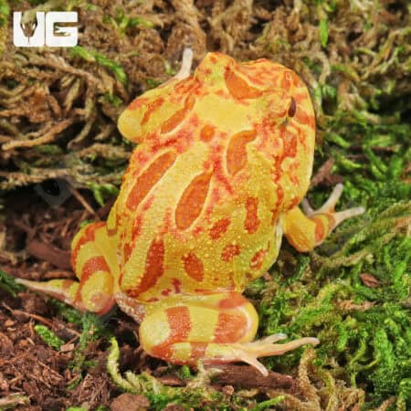 Apricot Pacman Frogs For Sale - Underground Reptiles