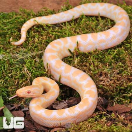 C.B. Baby Albino Colombian Rainbow Boas For Sale - Underground Reptiles