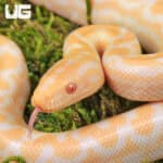 C.B. Baby Albino Colombian Rainbow Boas For Sale - Underground Reptiles