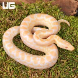 C.B. Baby Albino Colombian Rainbow Boas For Sale - Underground Reptiles