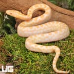 C.B. Baby Albino Colombian Rainbow Boas For Sale - Underground Reptiles
