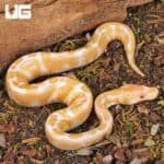 Baby Albino Yellowbelly Ball Pythons For Sale - Underground Reptiles