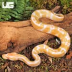 Baby Albino Yellowbelly Ball Pythons For Sale - Underground Reptiles