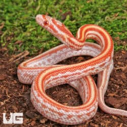 Baby Amel Tessera Cornsnakes For Sale - Underground Reptiles