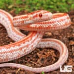 Baby Amel Tessera Cornsnakes For Sale - Underground Reptiles