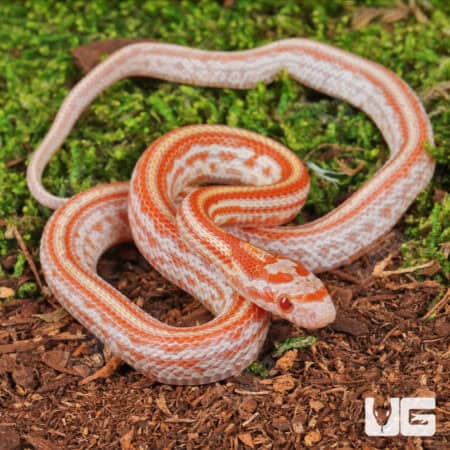 Baby Amel Tessera Cornsnakes For Sale - Underground Reptiles
