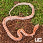Baby Amel Tessera Cornsnakes For Sale - Underground Reptiles