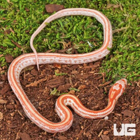 Baby Amel Tessera Cornsnakes For Sale - Underground Reptiles
