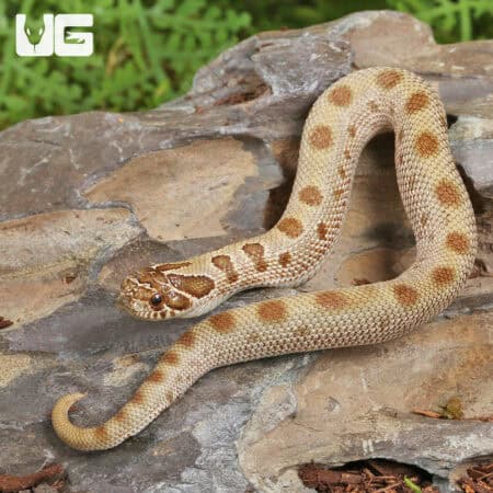 Baby Anaconda Western Hognose Snakes (Heterodon nasicus) For Sale - Underground Reptiles