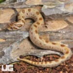 Baby Anaconda Western Hognose Snakes (Heterodon nasicus) For Sale - Underground Reptiles