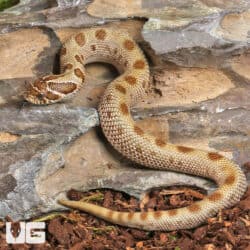 Baby Anaconda Western Hognose Snakes (Heterodon nasicus) For Sale - Underground Reptiles