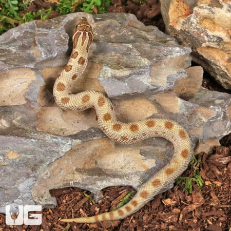 Baby Anaconda Western Hognose Snakes (Heterodon nasicus) For Sale - Underground Reptiles