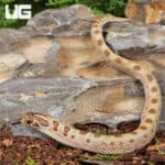 Baby Anaconda Western Hognose Snakes (Heterodon nasicus) For Sale - Underground Reptiles