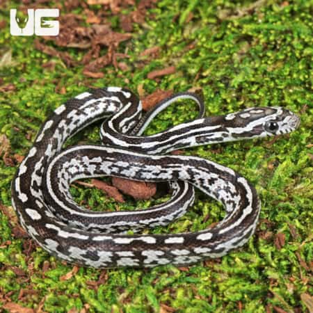 Baby Anery Tessera Cornsnake on mossy ground, showcasing vibrant black and gray pattern.