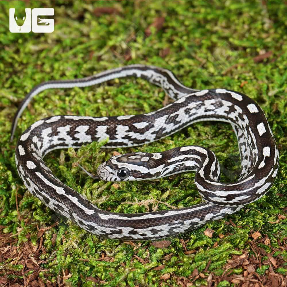 Baby Anery Tessera Cornsnakes (Pantherophis guttatus) For Sale - Underground Reptiles