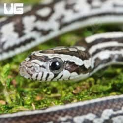 Baby Anery Tessera Cornsnakes (Pantherophis guttatus) For Sale - Underground Reptiles
