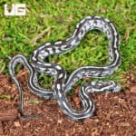 Baby Anery Tessera Cornsnakes (Pantherophis guttatus) For Sale - Underground Reptiles