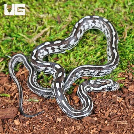Baby Anery Tessera Cornsnakes (Pantherophis guttatus) For Sale - Underground Reptiles