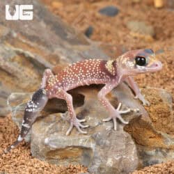 Baby Australian Barking Gecko (Underwoodisaurus milii) For Sale - Underground Reptiles