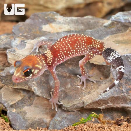 Baby Australian Barking Gecko (Underwoodisaurus milii) For Sale - Underground Reptiles