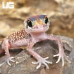 Baby Australian Barking Gecko (Underwoodisaurus milii) For Sale - Underground Reptiles
