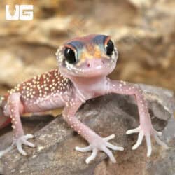 Baby Australian Barking Gecko (Underwoodisaurus milii) For Sale - Underground Reptiles