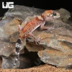 Baby Australian Barking Gecko (Underwoodisaurus milii) For Sale - Underground Reptiles
