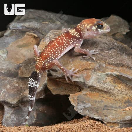 Baby Australian Barking Gecko (Underwoodisaurus milii) For Sale - Underground Reptiles