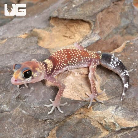 Baby Australian Barking Gecko (Underwoodisaurus milii) For Sale - Underground Reptiles