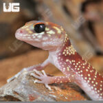 Baby Australian Barking Gecko (Underwoodisaurus milii) For Sale - Underground Reptiles