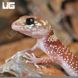 Baby Australian Barking Gecko (Underwoodisaurus milii) For Sale - Underground Reptiles