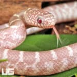 Baby Butterscotch Florida Kingsnakes For Sale - Underground Reptiles