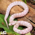 Baby Butterscotch Florida Kingsnakes For Sale - Underground Reptiles