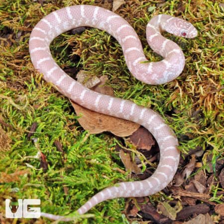 Baby Butterscotch Florida Kingsnakes For Sale - Underground Reptiles