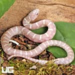 Baby Butterscotch Florida Kingsnakes For Sale - Underground Reptiles