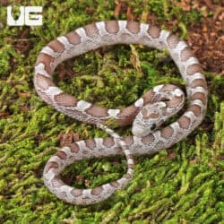 Baby Cinder Cornsnakes (Pantherophis guttatus) For Sale - Underground Reptiles