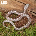 Baby Cinder Cornsnakes (Pantherophis guttatus) For Sale - Underground Reptiles